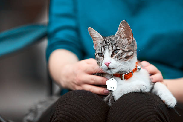 istock kitty portrait in woman hands 544668348