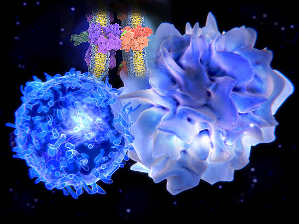 T-lymphocyte interacts with a dendritic cell. The antigen (light green) is a peptide from a tumor cell, bacteria or virus. Dendritic cells present antigens to lymphocytes through their membran bound MHC-molecules (orange). After binding to the MHC-antigen complex, the T-cell receptor (violet) sends a signal cascade into the T-lymphocyte cell, that activates an immune response.  t cell photos stock pictures, royalty-free photos & images