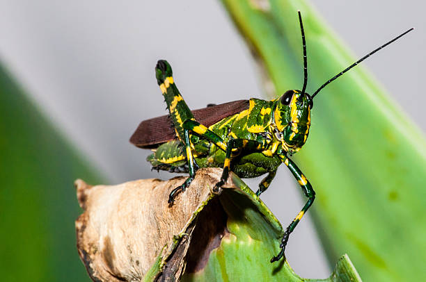 Bi-Color Grasshopper Bi-color grasshopper, in yellow and green, preparing to jump from a leaf. giant grasshopper stock pictures, royalty-free photos & images