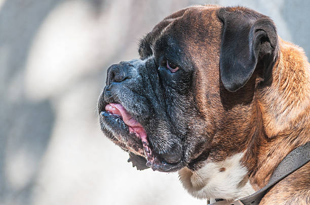 istock Portrait of nice german boxer dog 544669360