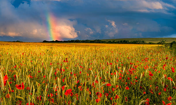 Rainbow over a field of poppies at sunset