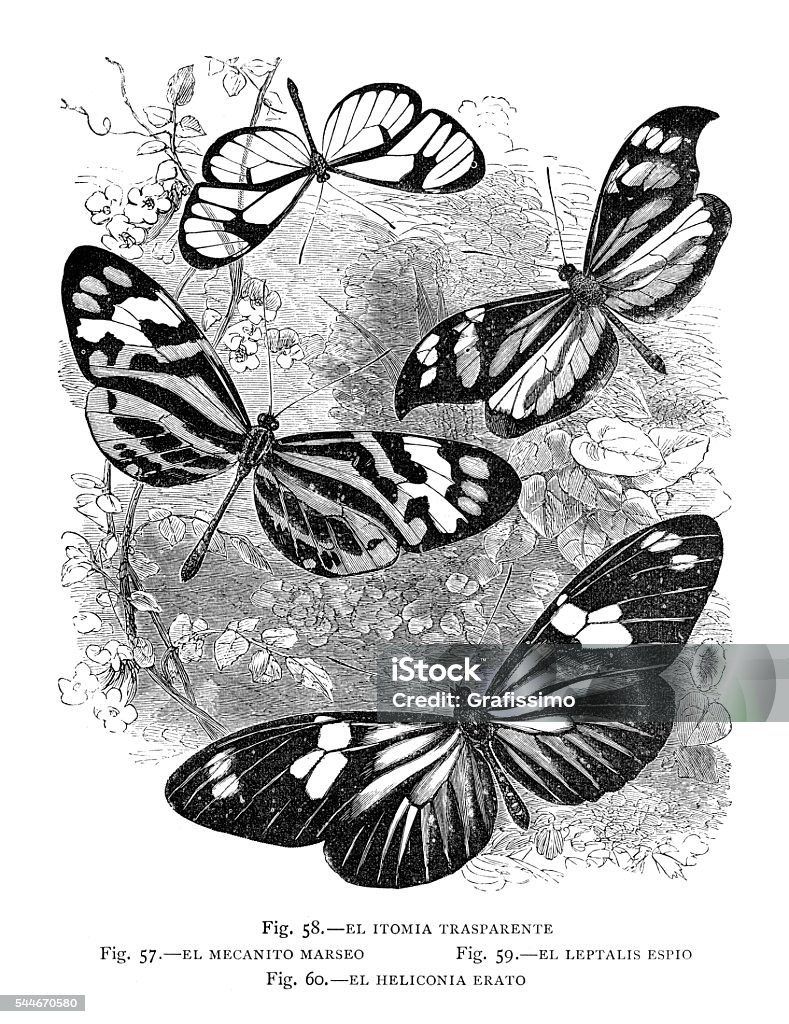 Butterfly moth insects illustration 1881 Steel engraving Butterfly moth insects  18th Century stock illustration