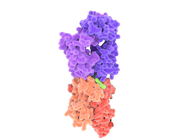 T-cell receptor complex with MHC class II-antigen. The antigen (light green) is a peptide from a tumor cell, bacteria or virus. Dendritic cells present antigens to lymphocytes through their membran bound MHC-molecules (orange). After binding to the MHC-antigen complex, the T-cell receptor (violet) sends a signal cascade into the T-lymphocyte cell, that activates an immune response.  t cell photos stock pictures, royalty-free photos & images