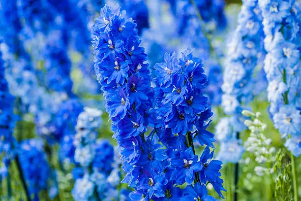 deep blue delphiniums, Montreal Botanical Garden, early morning in July