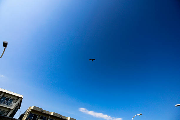 istock enoshima,shounan,JAPAN 544673118