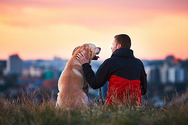 Man with his dog Enjoying sun. Man is caressing yellow labrador retriever. Young man sitting on the hill with his dog. Amazing sunrise in the city. Prague in Czech Republic. loyalty stock pictures, royalty-free photos & images