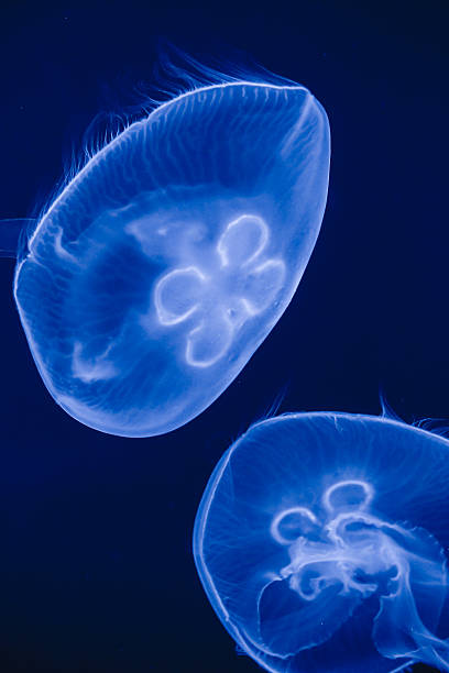 istock moon jellyfish on drak background in aquarium 544674468