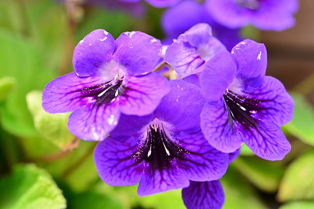 streptocarpus/накидка примула - hybridization стоковые фото и изображения