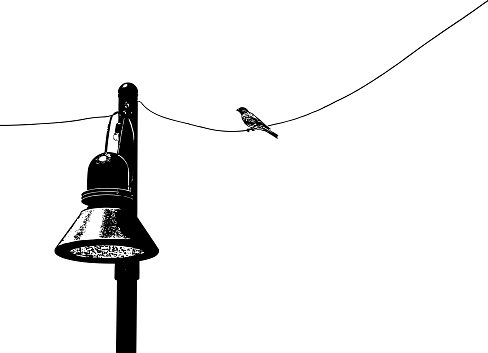 Silhouette line art of a singing bird on a wire. Isolated on white. Plenty of copy space. Minneapolis, Minnesota. USA