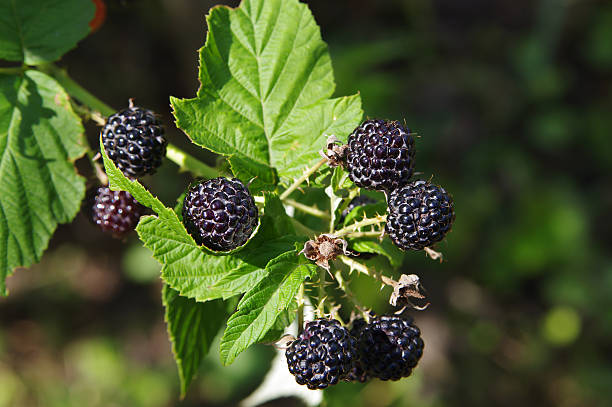 istock Blackberries on a branch closeup 544677142
