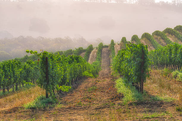 나파 밸리의 포도원에서 안개 - vineyard napa valley agriculture sunset 뉴스 사진 이미지