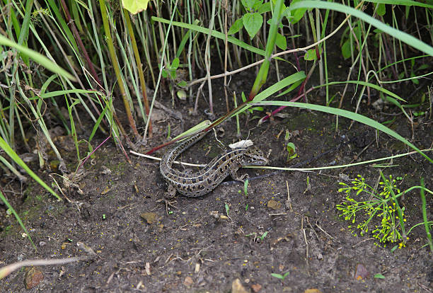 lagarto de arena (lacerta agilis) entre la hierba - lacerta agilis fotografías e imágenes de stock