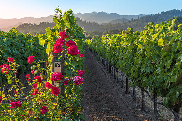 Sunset in the Napa Valley Grapevines in rows with mountains in the background at sunset in the Napa Valley, USA trellis photos stock pictures, royalty-free photos & images