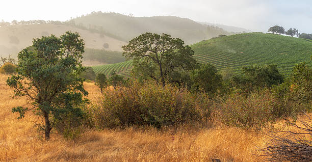 manhã no vale da napa - vineyard napa valley agriculture sunset - fotografias e filmes do acervo