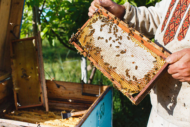 istock Apiarist holding frame of honeycomb 544678592