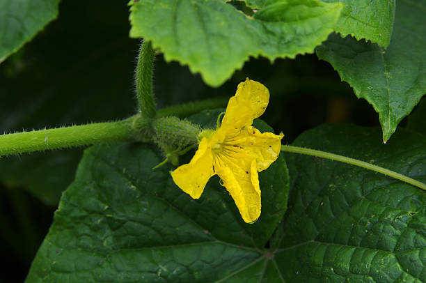 istock Cucumber flower closeup 544680570