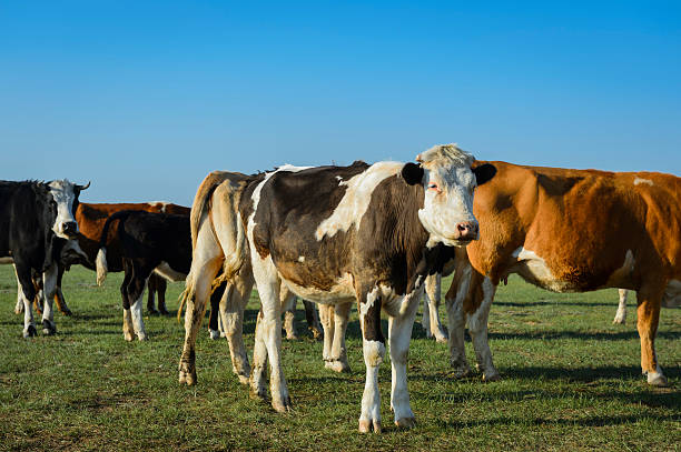 istock Cows grazing on a green field 544681030