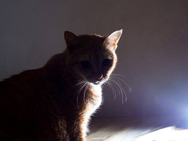 istock Mysterious Orange Ginger Fat Cat in Silhouette 544681396