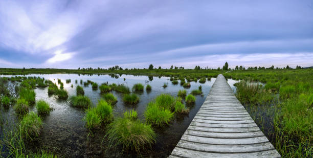 Wooden plank way in the reserve Haute Fagnes in Belgium, Eifel. Beautiful sunset scene during a hike.