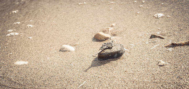 istock Key to the lake sand 544681874