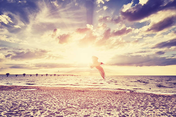 istock Vintage toned sunset over sea. 544681956