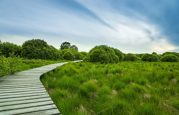 Boardwalk in Hautes fagnes Belgium