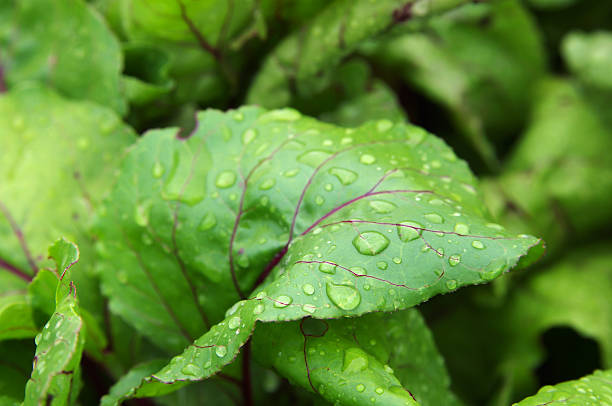 istock Red beet leaves covered with water drops closeup 544682996