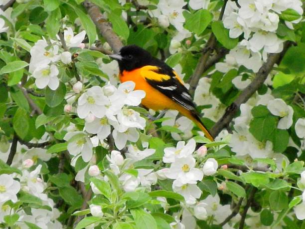 istock Male Northern Baltimore Oriole Bird 544683004