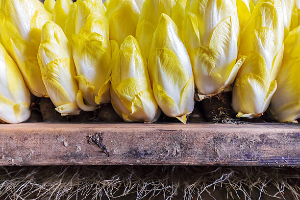 Professional growth of chicory in a greenhouse Professional growth of yellow chicory on wooden shelves in a greenhouse chicory stock pictures, royalty-free photos & images