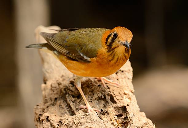 female Orange-headed Thrush (Zoothera citrina) beautiful female Orange-headed Thrush (Zoothera citrina) in Thailand orange headed thrush bird stock pictures, royalty-free photos & images
