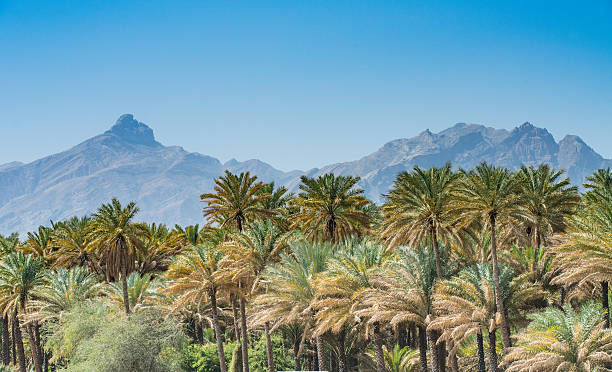 Oasis, on the road to Nizwa, Oman Date palm oasis along a wadi (dry river bed) in the desert on the road to Nizwa, Sultanate of Oman arabian peninsula stock pictures, royalty-free photos & images