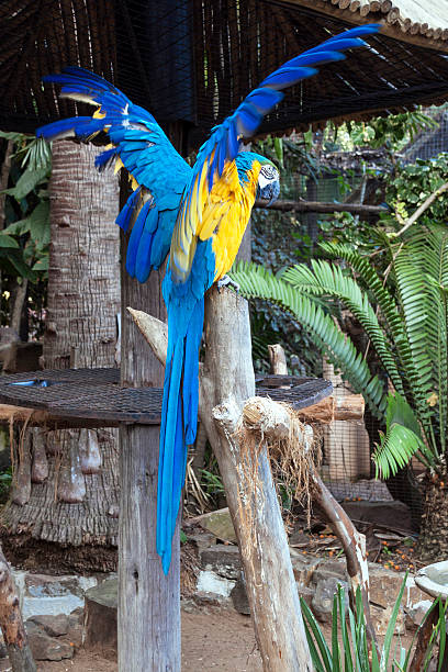 loro guacamayo azul y amarillo con alas estiradas recortadas - clipped wings fotografías e imágenes de stock