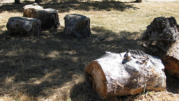istock Trunks of felled trees. 544684274