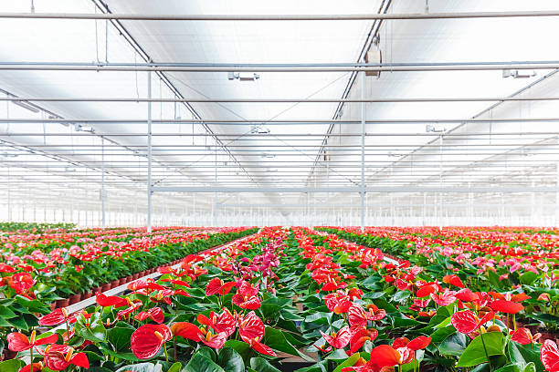 istock Anthurium plants in a greenhouse 544684400