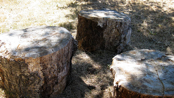 istock Trunks of felled trees. 544684708