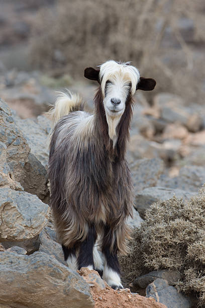 Mountain goat in Jebel Shams, Sultanate of Oman