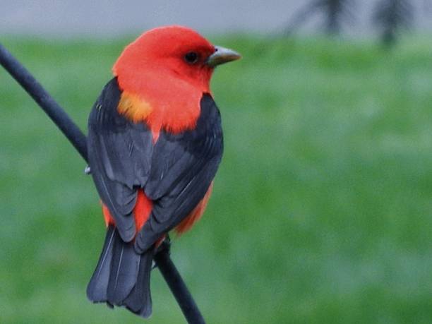 istock Male Scarlet Tanager 544684984
