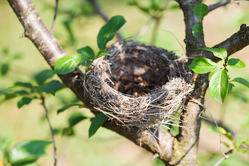 Empty bird nest on  tree