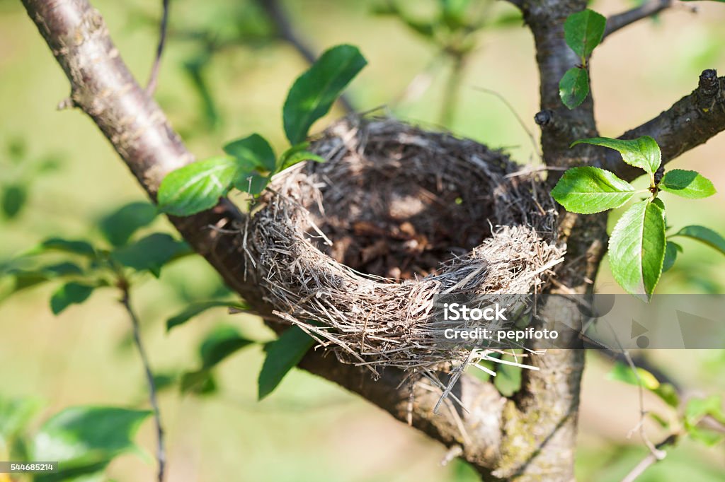 Empty bird nest Empty bird nest on  tree Animal Nest Stock Photo