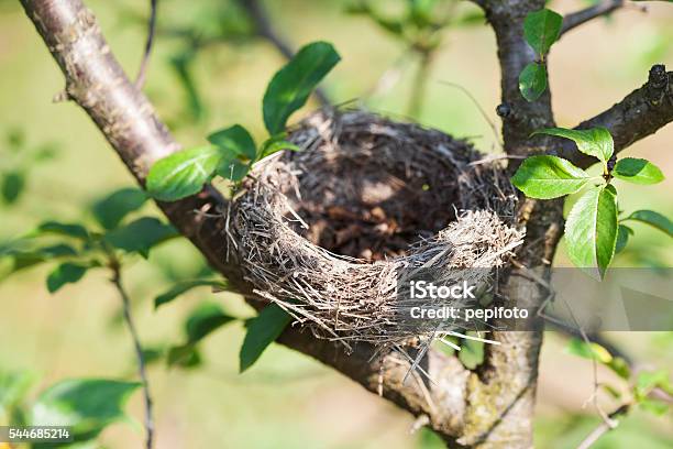 Empty Bird Nest Stock Photo - Download Image Now - Animal Nest, Bird's Nest, Tree