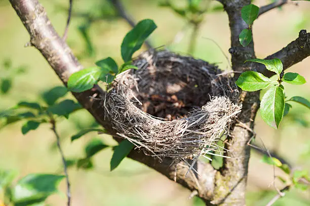 Photo of Empty bird nest