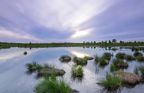 Grass coming out of a swamp in Hautes fagnes (high venn) Eifel in Belgium at sunset.