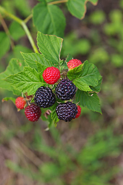 istock Blackberries on a branch closeup 544685620
