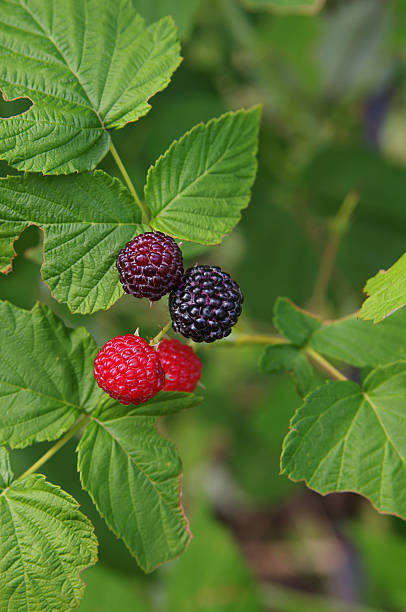 istock Blackberries on a branch closeup 544685674