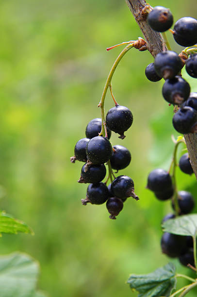istock Black currant berries on a branch closeup 544686068
