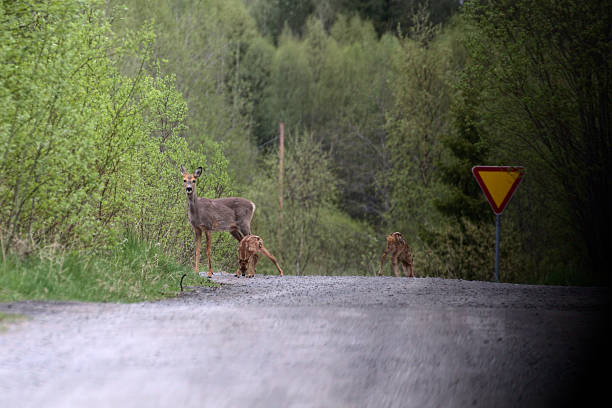 istock Roe deer (Capreolus capreolus) on a Swedish street 544686940