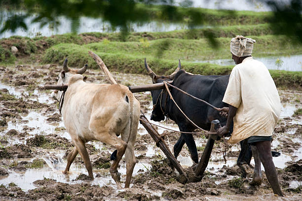 Subsitance Farmer - Tamil Nadu - India Chettinad, India - October 31, 2006: Peasant subsistence farmer ploughing a paddy field in the Chettinad district of the Tamil Nadu region of southern India. peasent stock pictures, royalty-free photos & images