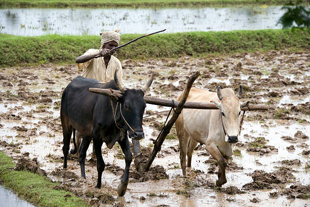 Subsitance Farmer - Tamil Nadu - India Chettinad, India - October 31, 2006: Peasant subsistence farmer ploughing a paddy field in the Chettinad district of the Tamil Nadu region of southern India. drudgery photos stock pictures, royalty-free photos & images