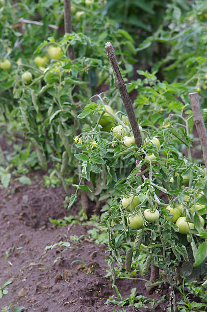 istock Unripe tomatoes growing in the garden 544714448