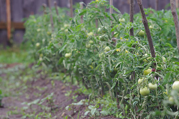 istock Unripe tomatoes growing in the garden 544714568